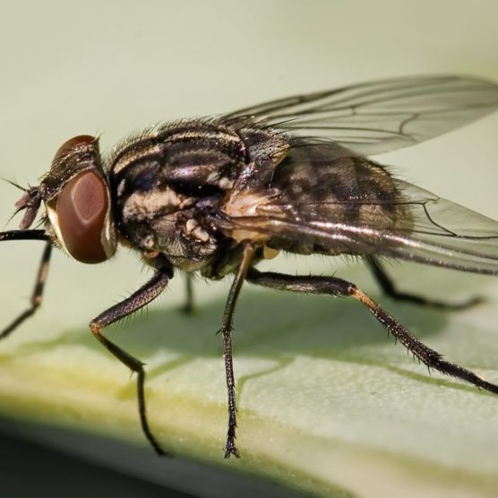Virose da mosca: médico alerta que casos aumentam em 40% no período chuvoso