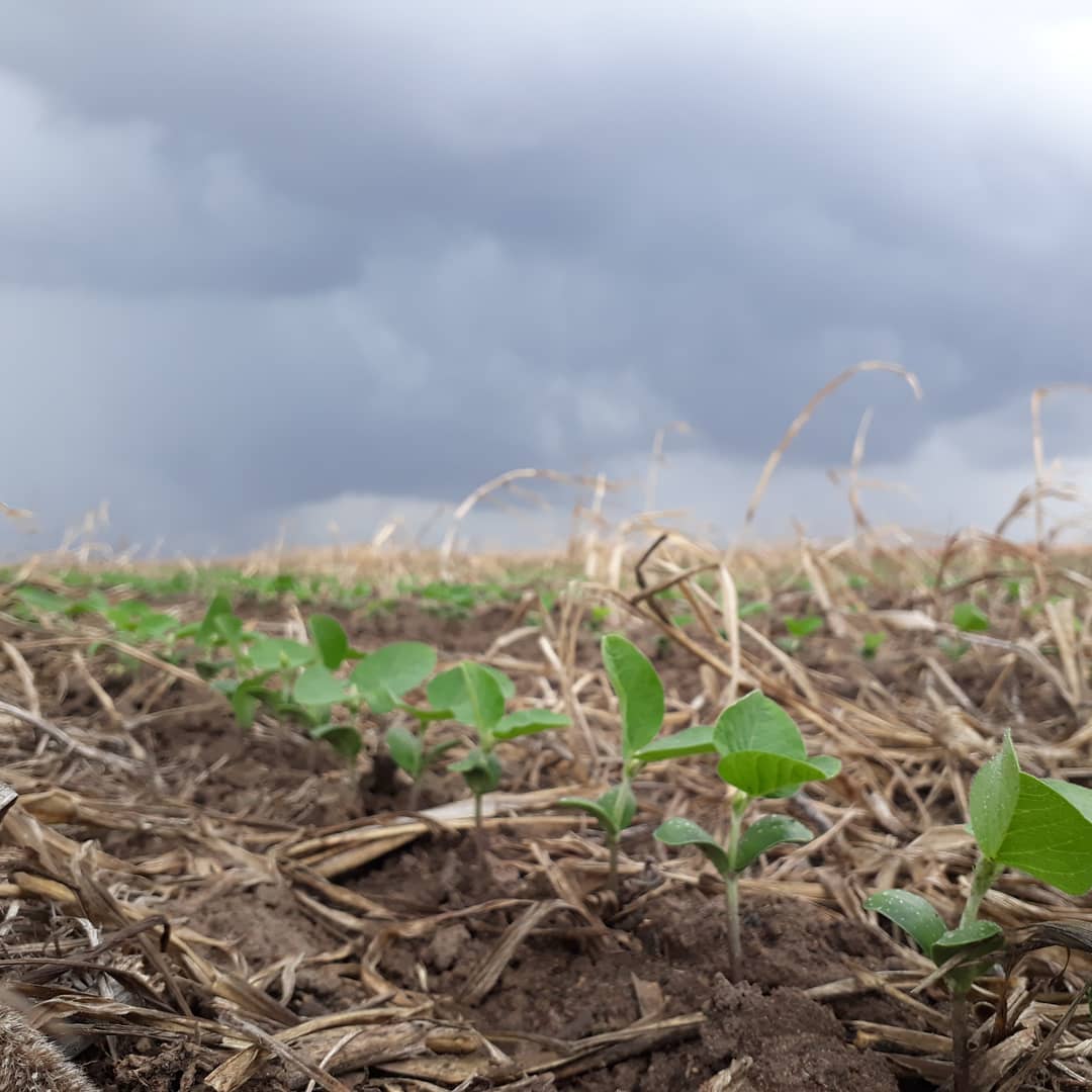 Plantio da soja no Piauí já está bem avançado